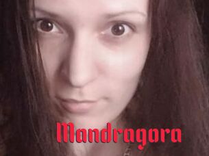 Mandragora